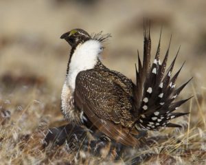 06-14 Greater Sage Grouse