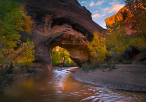 A small stream in the Utah's Escalante wilderness flows through a natural arch lined with Autumn Cottonwoods and complimented by some sunrise color on the sky and cliffs above.