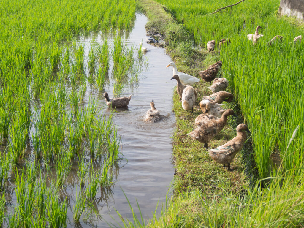 Image of Duck-Rice Farming